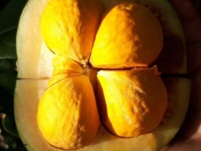 Pequi: o “ouro do Cerrado” que pode proteger rins, coração e fígado. Estudos publicados no Plant Foods for Human Nutrition, destacam efeitos antioxidantes e anti-inflamatórios