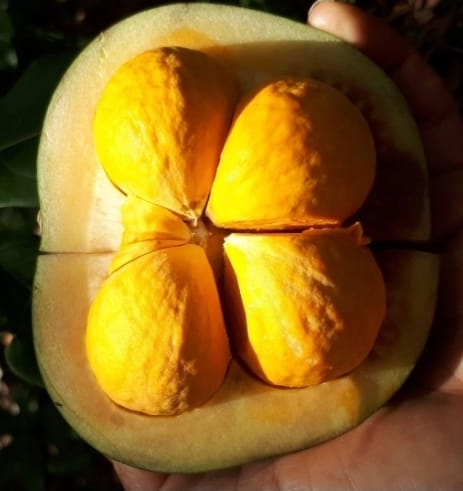 Pequi: o “ouro do Cerrado” que pode proteger rins, coração e fígado. Estudos publicados no Plant Foods for Human Nutrition, destacam efeitos antioxidantes e anti-inflamatórios