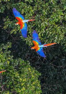 Floresta Amazônica registra aumento no tamanho médio das árvores