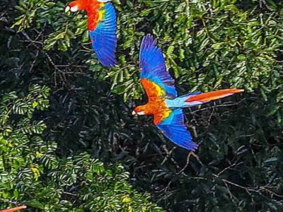 Floresta Amazônica registra aumento no tamanho médio das árvores