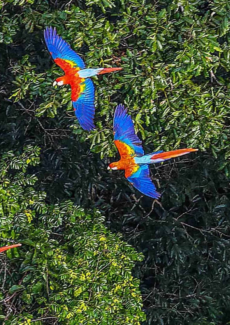Floresta Amazônica registra aumento no tamanho médio das árvores