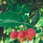 Fruta do milagre: conheça o fruto que transforma sabor azedo em doce