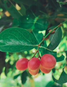 Fruta do milagre: conheça o fruto que transforma sabor azedo em doce