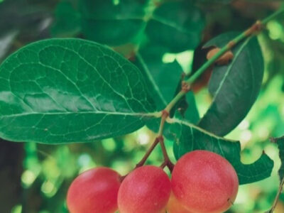 Fruta do milagre: conheça o fruto que transforma sabor azedo em doce