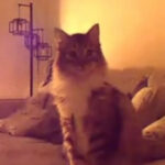 Gato aciona câmera de segurança e avisa tutores sobre chamas em casa; VEJA VÍDEO