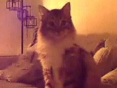 Gato aciona câmera de segurança e avisa tutores sobre chamas em casa; VEJA VÍDEO