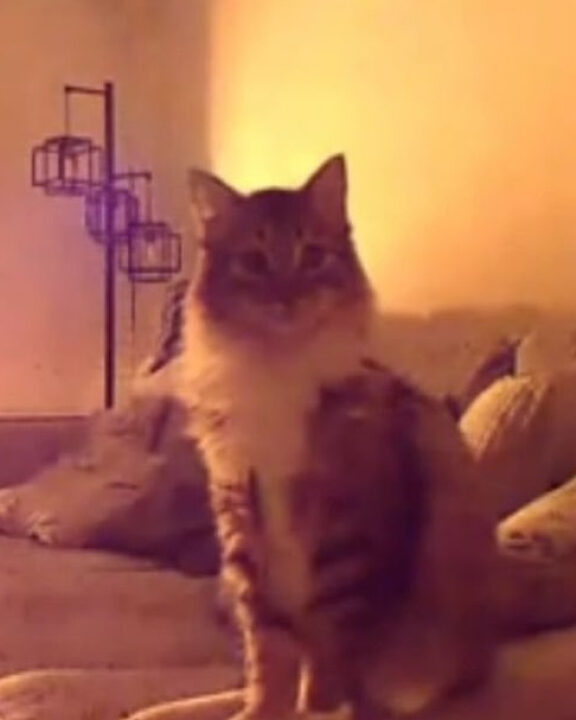 Gato aciona câmera de segurança e avisa tutores sobre chamas em casa; VEJA VÍDEO