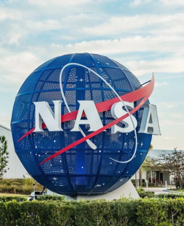 As plantas da NASA que purificam o ar e todos querem em casa