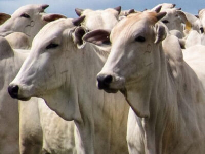 Brasil possui mais gado que pessoas, diz IBGE
