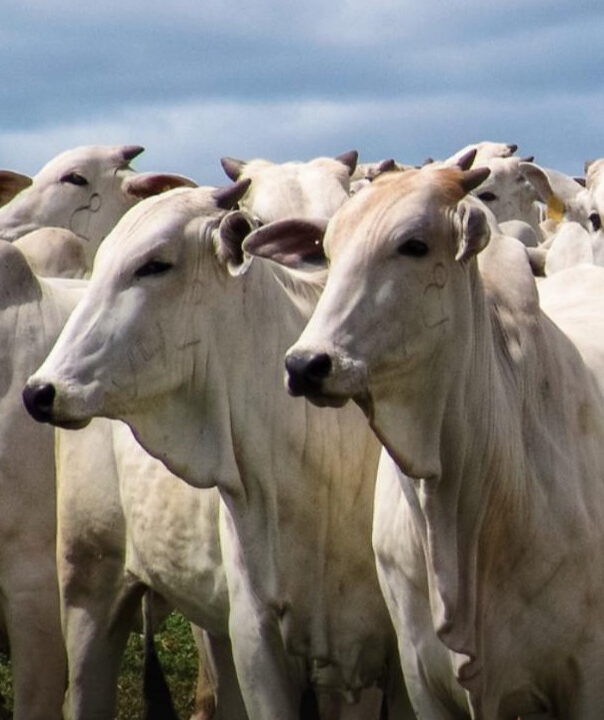 Brasil possui mais gado que pessoas, diz IBGE