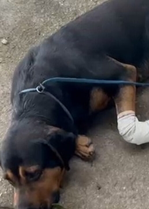 Cães são baleados em favelas do RJ após ‘serem’ jurados de morte por traficantes