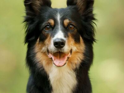 Cães superdotados entendem o uso de objetos, não só aparência