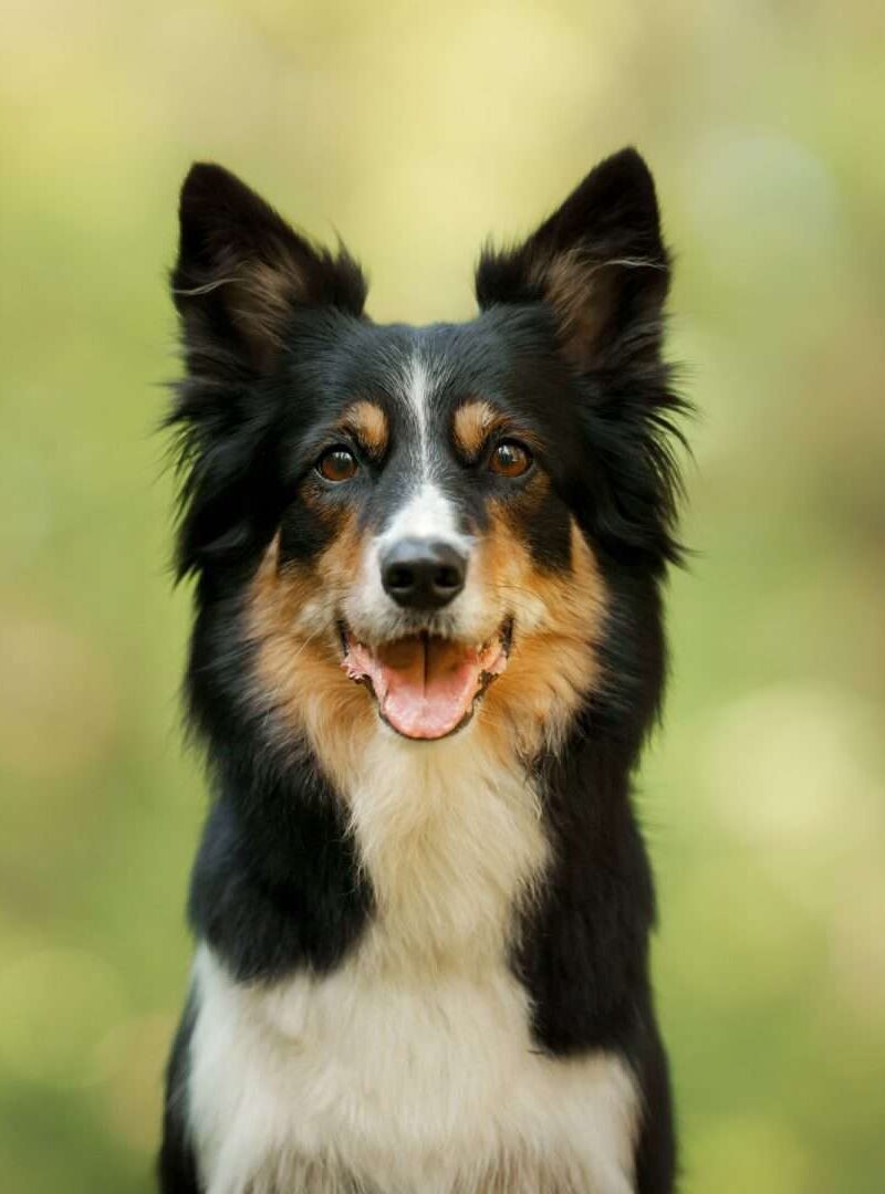 Cães superdotados entendem o uso de objetos, não só aparência