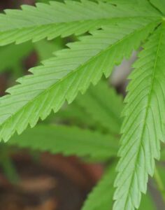 Uso de cannabis pode prejudicar fertilidade feminina, diz estudo