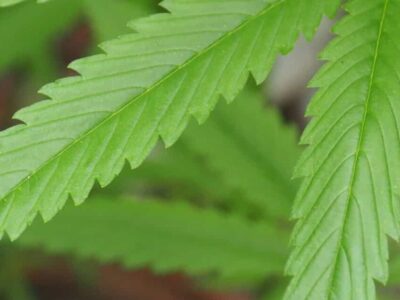 Uso de cannabis pode prejudicar fertilidade feminina, diz estudo