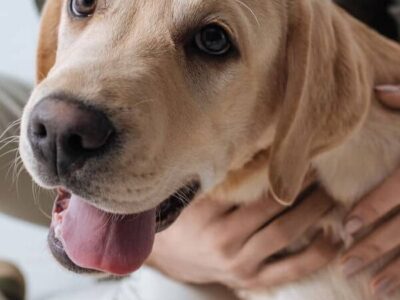 As 3 plantas que você precisa tomar cuidado para não afetar seu pet