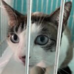 ONG SPADES de Marília e Polícia Civil resgatam em Gália 6 animais em situação grave de maus- tratos. Nem água tinham. Veja vídeo emocionante deles se alimentando