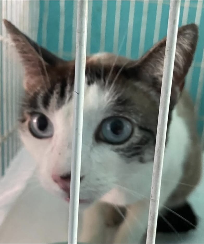 ONG SPADES de Marília e Polícia Civil resgatam em Gália 6 animais em situação grave de maus- tratos. Nem água tinham. Veja vídeo emocionante deles se alimentando
