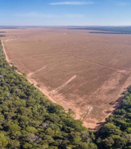 Amazônia: mapeamento feito por IA ajudará a combater desmatamento