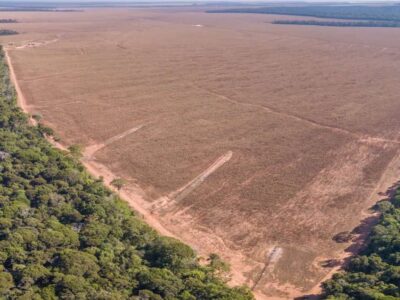 Amazônia: mapeamento feito por IA ajudará a combater desmatamento