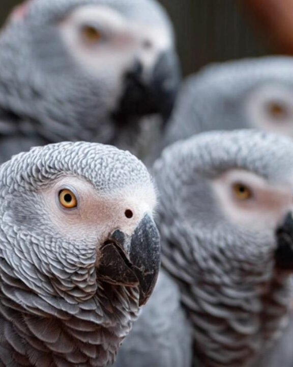 Zoológico separa cinco papagaios por xingarem os visitantes e rirem juntos