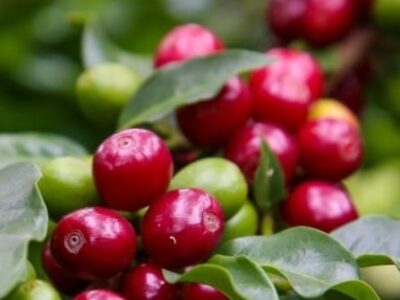 Com recorde de inscritos em Marília e região ‘Concurso Estadual Qualidade do Café de São Paulo’ inicia etapa de provas. Concorrem 390 amostras de arábica e canéfora. E agora…