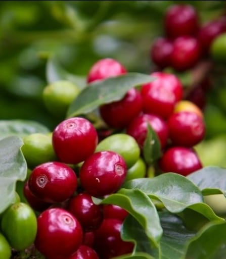 Com recorde de inscritos em Marília e região ‘Concurso Estadual Qualidade do Café de São Paulo’ inicia etapa de provas. Concorrem 390 amostras de arábica e canéfora. E agora…