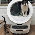 Caixa de areia robótica tem IA e reconhecimento facial para o seu gato