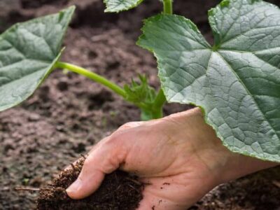Técnicas naturais para adubar e deixar seu jardim mais fértil