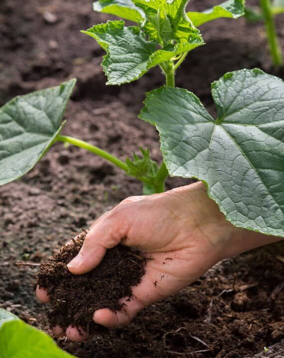 Técnicas naturais para adubar e deixar seu jardim mais fértil