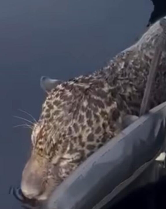 Onça pintada ferida por tiros é resgatada no Rio Negro; VEJA VÍDEO