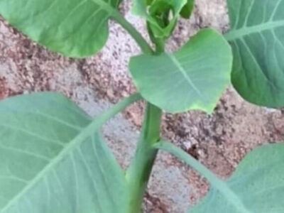 Falsa couve: 4 pessoas estão em estado grave após comer planta tóxica
