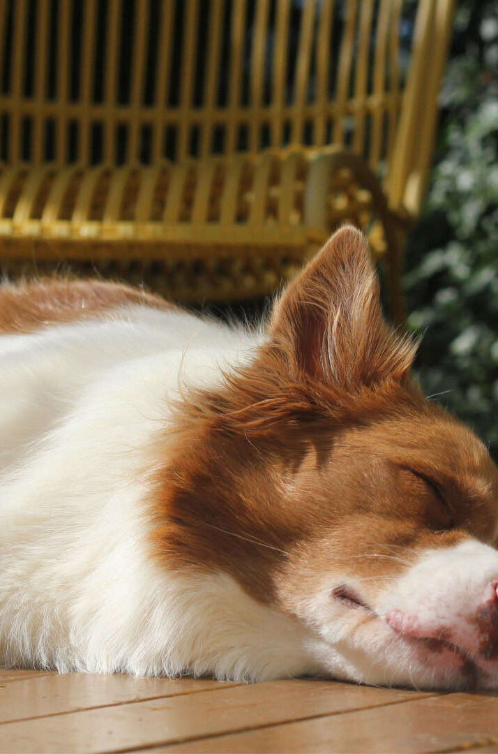 Os animais também sonham? Veja o que a ciência já descobriu