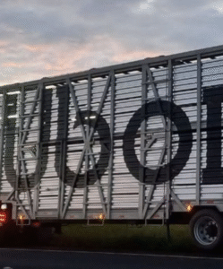 ‘Uber do boi’: a aposta dos irmãos Batista no transporte de gado