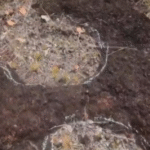 Pegadas de dinossauros são descobertas na Amazônia