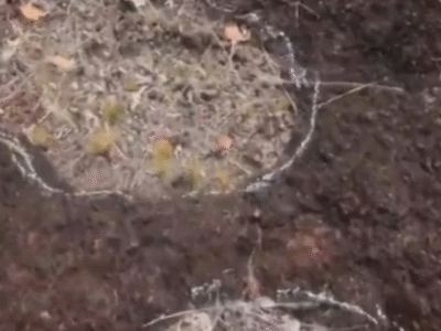 Pegadas de dinossauros são descobertas na Amazônia