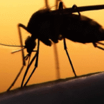 Fungo capaz de matar o mosquito da dengue é criado por cientistas