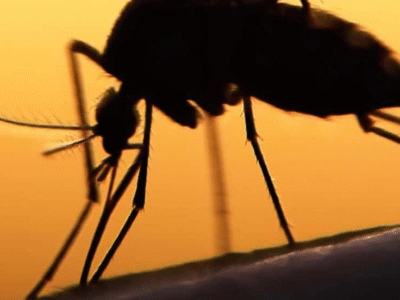 Fungo capaz de matar o mosquito da dengue é criado por cientistas