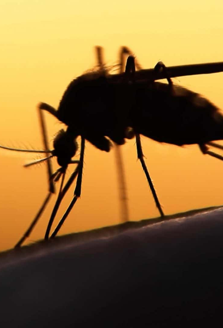 Fungo capaz de matar o mosquito da dengue é criado por cientistas