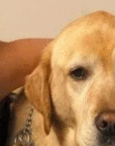 Atriz cega choca ao relatar maus-tratos na Globo