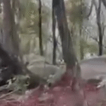 Imagens exclusivas mostram inicio do confronto em megaoperação no RJ; VEJA VÍDEO