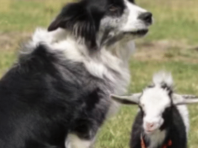 Cabra rejeitada acaba sendo adotada por cachorro
