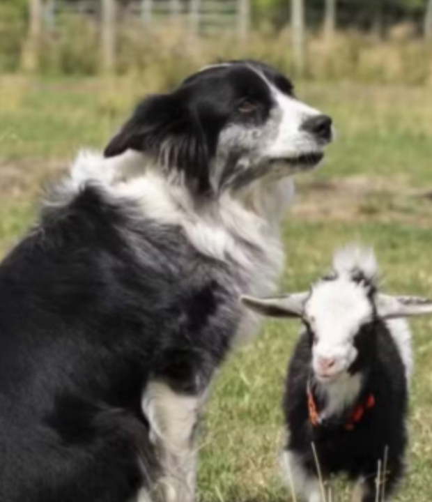 Cabra rejeitada acaba sendo adotada por cachorro