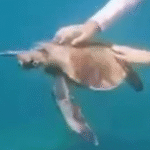 FERNANDO DE NORONHA: turista toca em tartaruga e é multada em 10 mil; ASSISTA O VÍDEO
