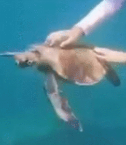 FERNANDO DE NORONHA: turista toca em tartaruga e é multada em 10 mil; ASSISTA O VÍDEO