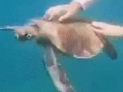 FERNANDO DE NORONHA: turista toca em tartaruga e é multada em 10 mil; ASSISTA O VÍDEO