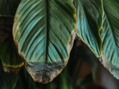 O truque para fazer suas plantas se recuperarem rápido de doenças