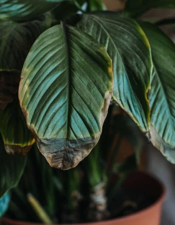 O truque para fazer suas plantas se recuperarem rápido de doenças