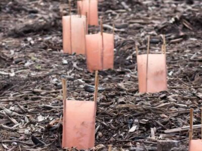 Afinal, restaurar uma floresta dá dinheiro? Eis a resposta