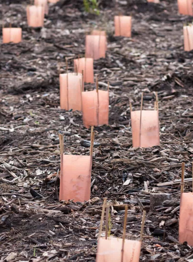Afinal, restaurar uma floresta dá dinheiro? Eis a resposta